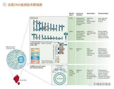 法醫(yī)DNA檢測行業(yè) 百億藍海市場蓄勢待發(fā)，技術創(chuàng)新驅動未來